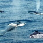 Mirissa: Whale & Dolphin Watching Trip with Private Transfer - The Experience in Detail