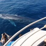 Mirissa: Whale Watching Cruise With Blue Whales & Dolphins - Why This Tour Works for Different Travelers