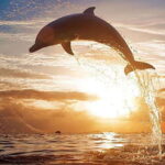 Mirissa Whale Watching, Tour A Once-in-a-Lifetime Experience - Practical Details for Your Trip