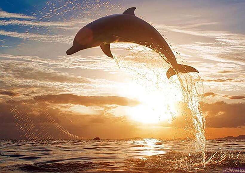 Mirissa Whale Watching, Tour A Once-in-a-Lifetime Experience - Practical Details for Your Trip