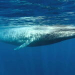 Mirissa Whale Watching-Yala Safari & Galle Fort Night Escape - Itinerary Breakdown: What You Can Expect