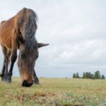 Miyazaki Private Tour by Car - Who Should Consider This Tour?