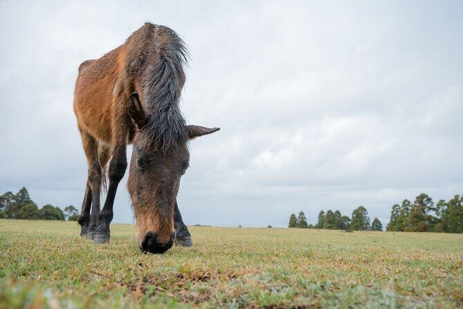 Miyazaki Private Tour by Car - Who Should Consider This Tour?