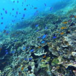 Moalboal Marvels: Island Hopping Paradise, Sardines Run - Practical Details and What to Expect