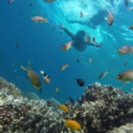 Moalboal: Pescador Island Hopping Adventure and Sardine Run - The Itinerary in Detail