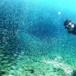 Moalboal: Sardine Run Snorkeling & Kawasan Canyoneering - What’s Included & What’s Not