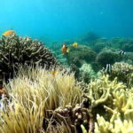 Moalboal: Sardine Run Snorkeling & Kawasan Canyoneering - What to Expect: Logistics, Timing, and Practicalities