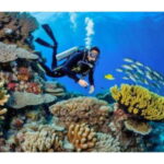 Moalboal : Scuba Diving Sardine Run and Turtle Chasing - Why This Tour Offers Great Value