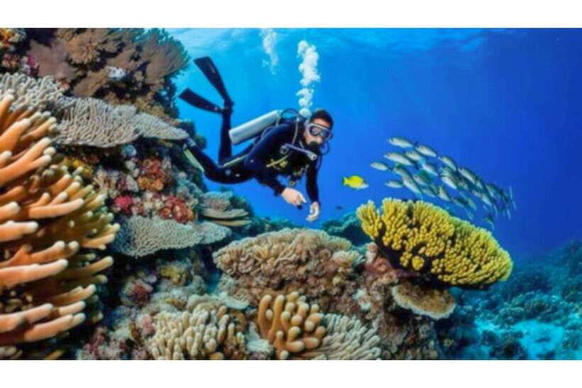 Moalboal : Scuba Diving Sardine Run and Turtle Chasing - Why This Tour Offers Great Value