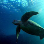 Moalboal Snorkeling, Kawasan Canyoneering with Zipline and Lunch - How the Experience Feels: Pros and Cons