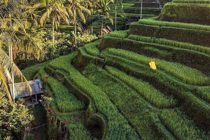 Monkey Forest, Holy Water Temple & Hot Springs Tours - Final Thoughts