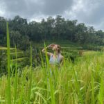 Monkey Forest, Waterfall ,Temple and Rice Terrace - Practical Details and Value