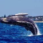 Mooloolaba: 2-Hour Whale Watching Adventure - What to Expect on Your Mooloolaba Whale Watching Tour
