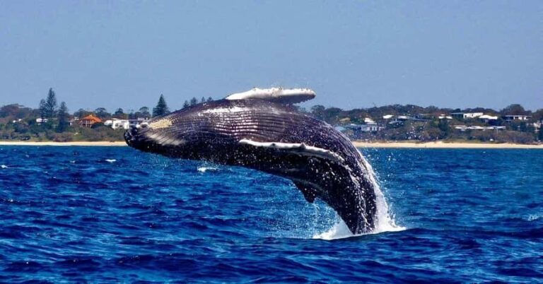 Mooloolaba: 2-Hour Whale Watching Adventure - What to Expect on Your Mooloolaba Whale Watching Tour