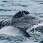 Mooloolaba: Whale Watching Cruise - Practical Details and Tips