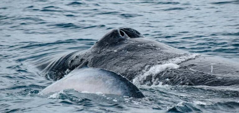 Mooloolaba: Whale Watching Cruise - Practical Details and Tips