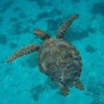 Moorea: Small Group Snorkeling Tour with local guide - The Itinerary in Detail
