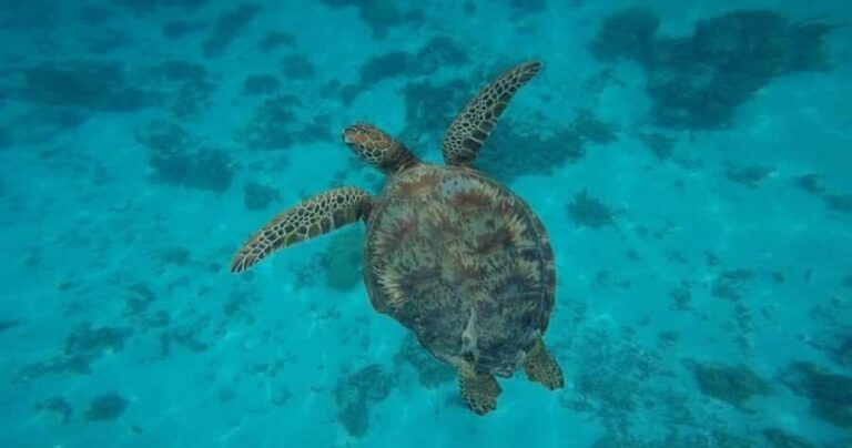Moorea: Small Group Snorkeling Tour with local guide - The Itinerary in Detail