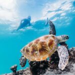 Moreton Island: Tangalooma Snorkel Tour with Helicopter Tour - What’s Included and Practical Tips