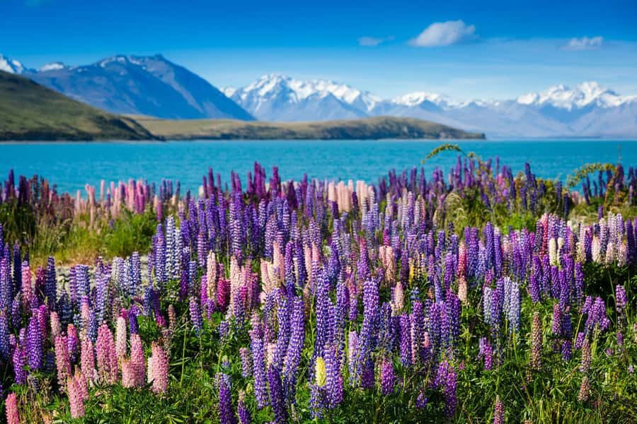 Mount Cook Day Tour: Mount Cook to Christchurch - What to Expect on the Road