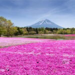 Mount Fuji and Hakone Tour with Personal Driver & Transport - Pricing & Value