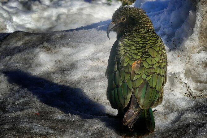 Mt Cook to Lake Tekapo Small Group Tour (one-way) - Who This Tour Is Best For
