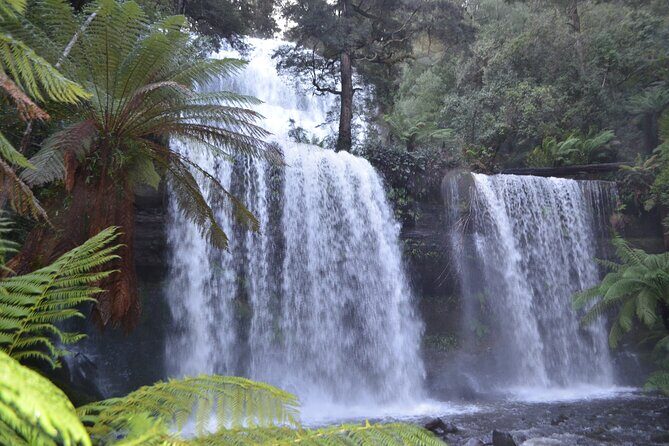 Mt Field Shore Excursion - Who Is This Tour Best For?