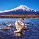 Mt. Fuji Scenic Train & Lake Kawaguchi Day Tour from Tokyo - What to Expect and Practical Tips