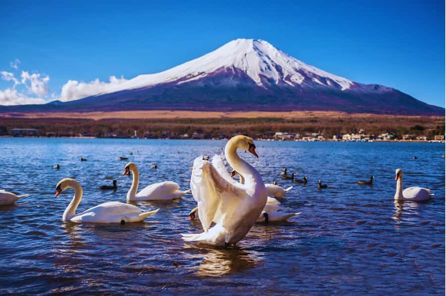Mt. Fuji Scenic Train & Lake Kawaguchi Day Tour from Tokyo - What to Expect and Practical Tips