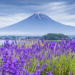Mt Fuji Top 5 Spots Day Tour: Arakurayama Park,Oshino Hakkai - The Value of This Tour
