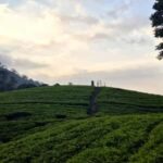 Munnar: Anakulam Jeep Safari with Waterfall and Elephant - Who Should Consider This Tour?