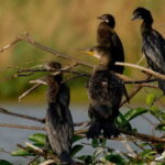 Muthurajawela Bird Watching Tour From Colombo & Negombo - Who Is This Tour Best For?