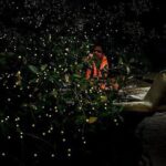 Mystical Nights: Fireflies & Blue Tears Adventure - Transportation and Practical Details