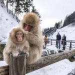 Nagano: Private Guided Tour Snow Monkeys & Zenkoji Temple - Transport and Timing