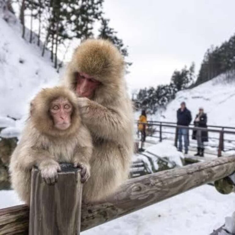 Nagano: Private Guided Tour Snow Monkeys & Zenkoji Temple - Transport and Timing