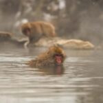 Nagano Snow Monkey private Day Tour from Tokyo - What We Loved About the Experience