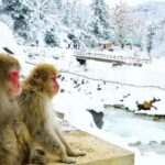 Nagano: Snow Monkey Private Day Tour with Driver from Tokyo - Zenko-ji Temple: A Spiritual Gateway