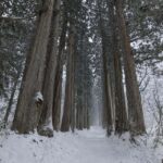 Nagano Snowshoe Adventure with Traditional Kanjiki - The Itinerary: From Snowy Valleys to Mountain Shrines