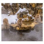 Nagano Tokyo: Snow Monkey Private Day Tour Hotel Pick & Drop - Why the experience is worthwhile