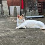 Nagasaki: Hidden Alleys and Finding Local Cats Walking Tour - The Charm of Local Cats