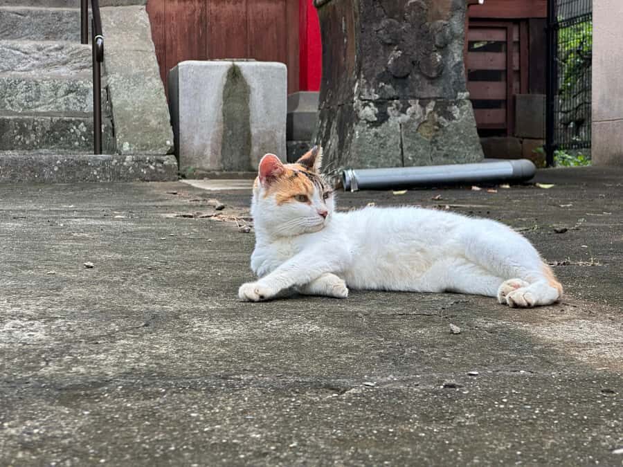 Nagasaki: Hidden Alleys and Finding Local Cats Walking Tour - The Charm of Local Cats