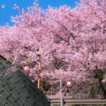 Nagasaki: Private & Custom Cherry Blossom Tour with a Local - Authentic Local Connection with a Personal Touch