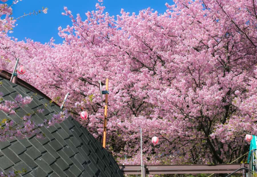 Nagasaki: Private & Custom Cherry Blossom Tour with a Local - Authentic Local Connection with a Personal Touch