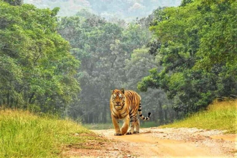 Nagpur: Pench National Park Official Safari with Transfers - Why This Tour Offers Great Value