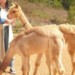 Nami, Alpaca, Petite France, Morning Calm Begonia One Day Tour - Final Thoughts on the Experience