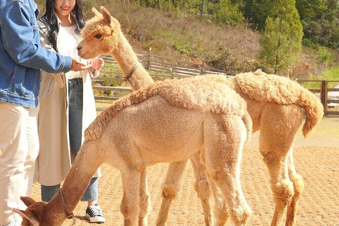 Nami, Alpaca, Petite France, Morning Calm Begonia One Day Tour - Final Thoughts on the Experience