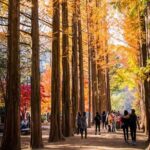 Nami Island, Morning Calm, Rail bike & Autumn Light Festival - Who Should Consider This Tour?