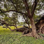 Nandi Trail Tour - What’s the Real Value?