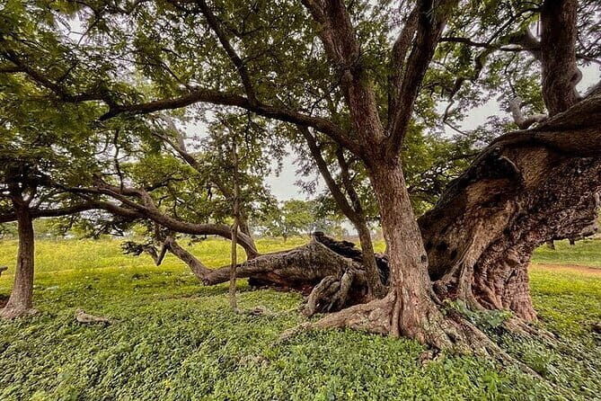 Nandi Trail Tour - What’s the Real Value?