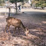 Nara and kyoto adventures private vehicle tour - Exploring the Itinerary in Detail